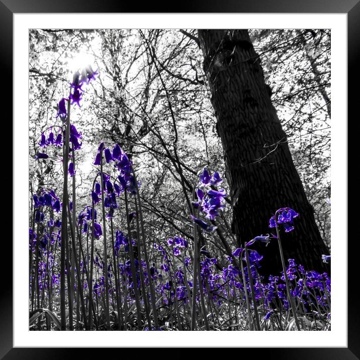 A Bluebells Perspective in a Wild Bluebell Wood Framed Mounted Print by Alice Rose Lenton