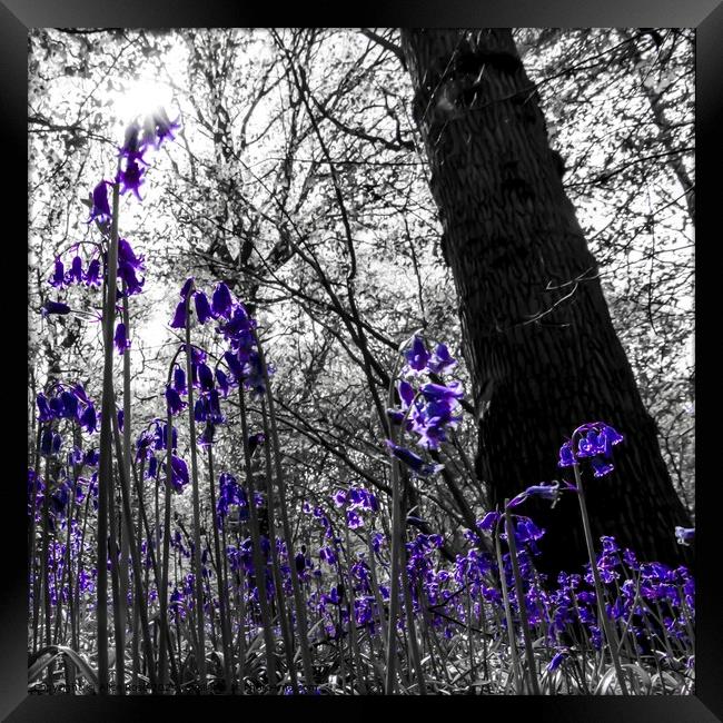 A Bluebells Perspective in a Wild Bluebell Wood Framed Print by Alice Rose Lenton