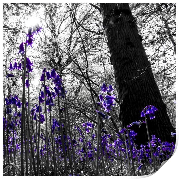 A Bluebells Perspective in a Wild Bluebell Wood Print by Alice Rose Lenton