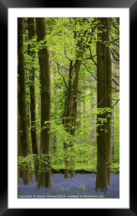 bluebell woodland Framed Mounted Print by Simon Johnson