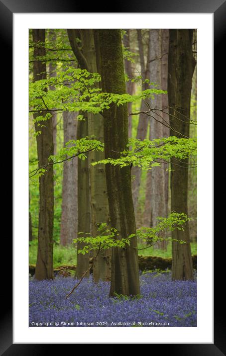 Bluebell woodland Framed Mounted Print by Simon Johnson
