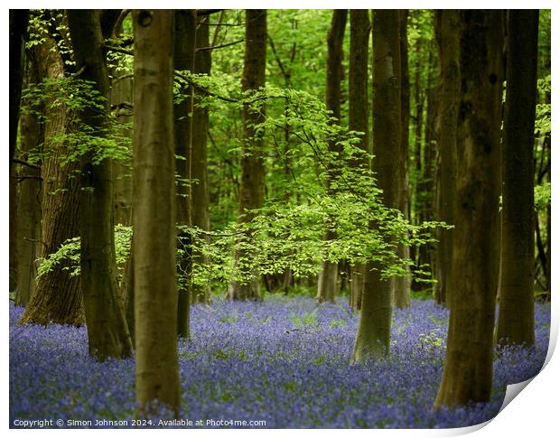 Bluebell woodland Print by Simon Johnson