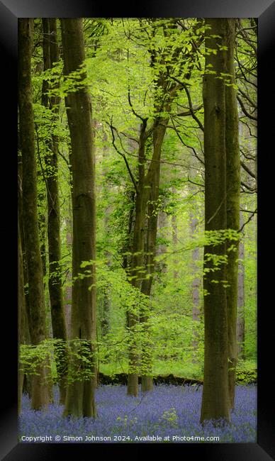 Bluebell woodland Framed Print by Simon Johnson