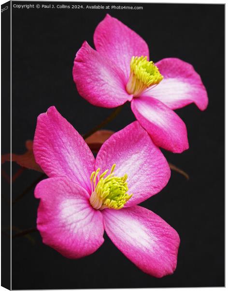 Clematis montana 'Freda' Canvas Print by Paul J. Collins