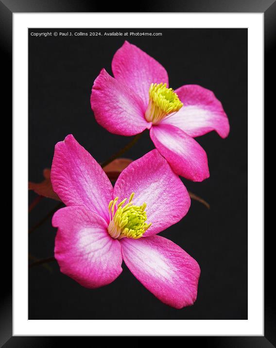 Clematis montana 'Freda' Framed Mounted Print by Paul J. Collins
