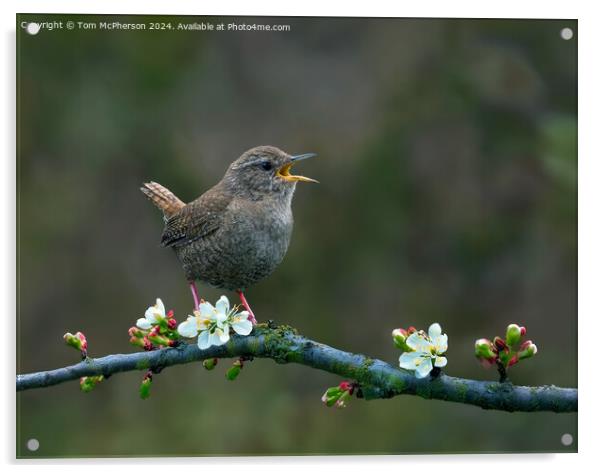 Jenny Wren Acrylic by Tom McPherson