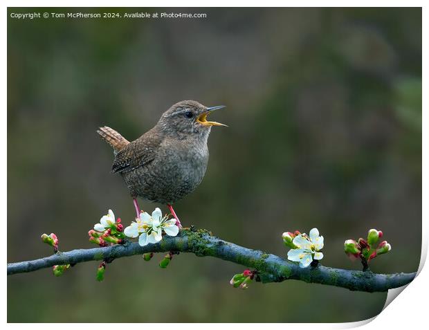 Jenny Wren Print by Tom McPherson