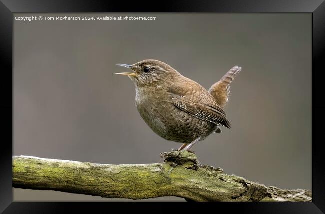 Jenny Wren Framed Print by Tom McPherson