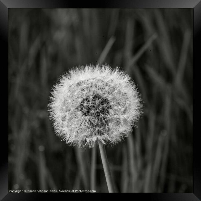 Plant flower Framed Print by Simon Johnson