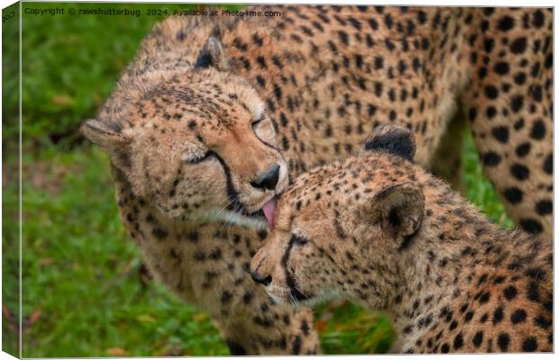 Cheetah Affection: Touching Displays of Love Canvas Print by rawshutterbug 