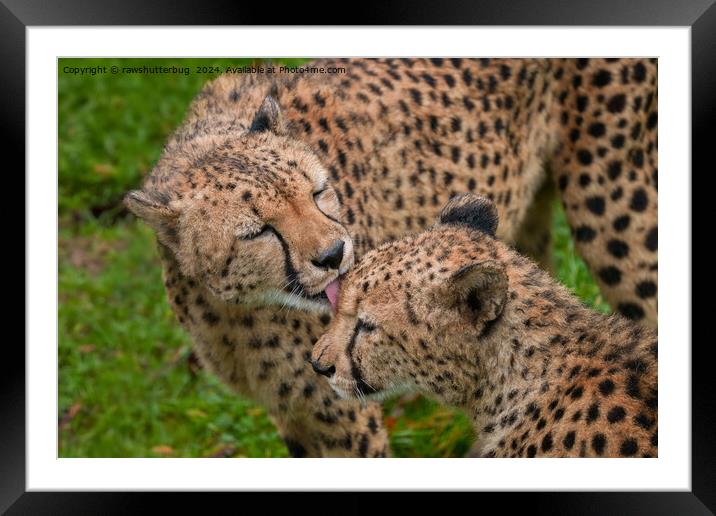 Cheetah Affection: Touching Displays of Love Framed Mounted Print by rawshutterbug 