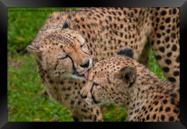 Cheetah Affection: Touching Displays of Love Framed Print by rawshutterbug 