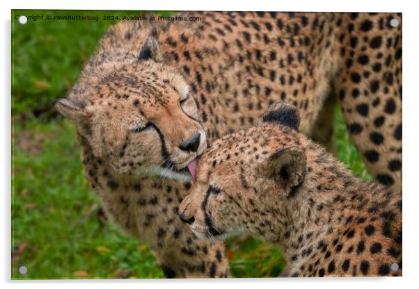 Cheetah Affection: Touching Displays of Love Acrylic by rawshutterbug 