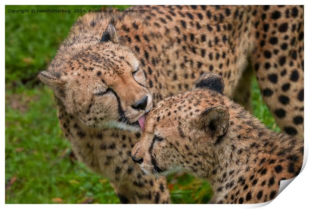 Cheetah Affection: Touching Displays of Love Print by rawshutterbug 