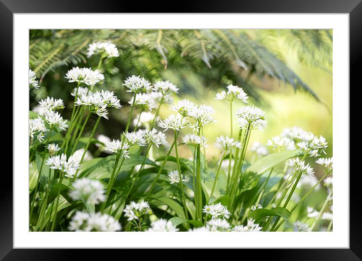  wild garlic flower Framed Mounted Print by kathy white