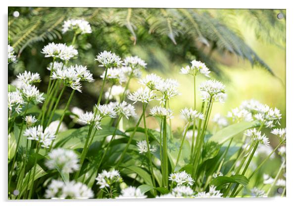 wild garlic flower Acrylic by kathy white