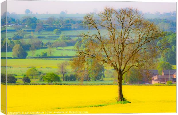 Rapeseed and Oak Canvas Print by Ian Donaldson