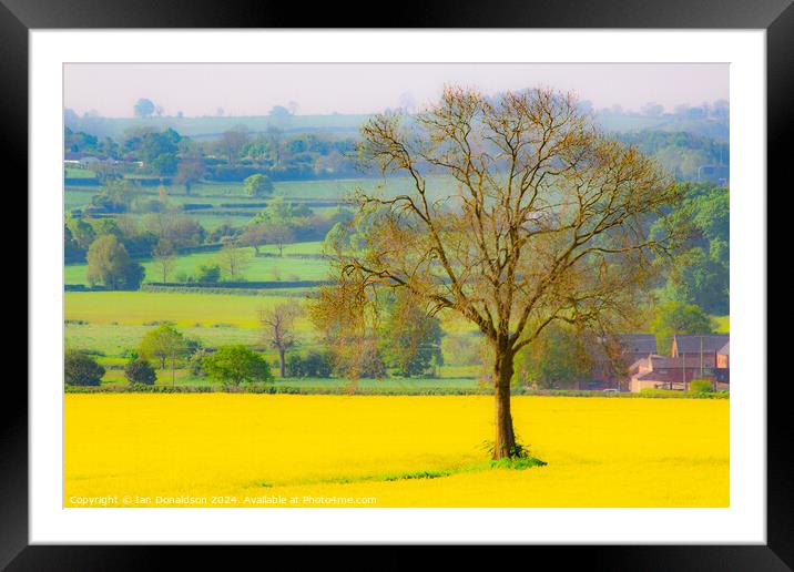 Rapeseed and Oak Framed Mounted Print by Ian Donaldson