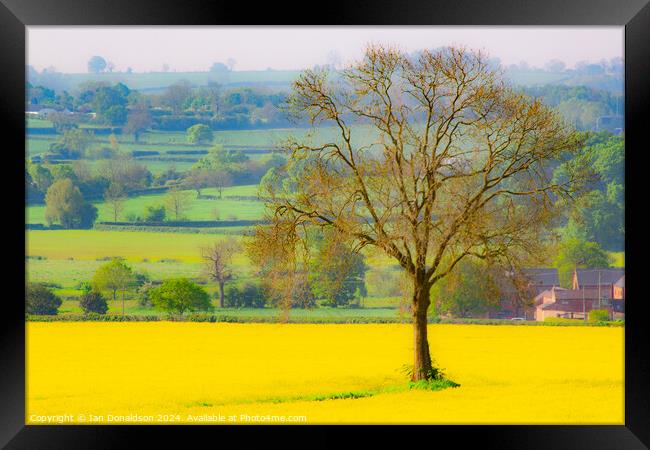 Rapeseed and Oak Framed Print by Ian Donaldson