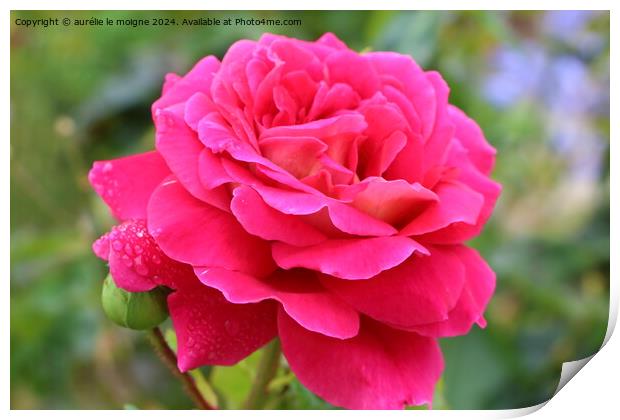 Pink rose flower with dewdrops Print by aurélie le moigne