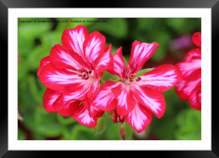 Pink and white geranium flowers   Framed Mounted Print by aurélie le moigne