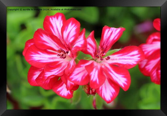 Pink and white geranium flowers   Framed Print by aurélie le moigne