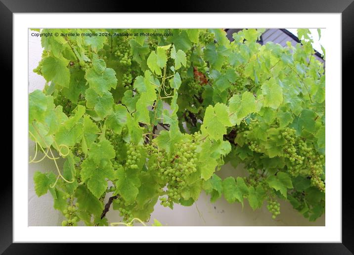 Bunch of grapes on vine stock Framed Mounted Print by aurélie le moigne