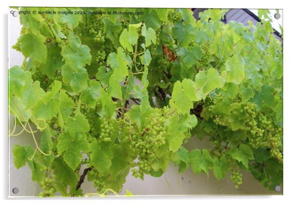 Bunch of grapes on vine stock Acrylic by aurélie le moigne