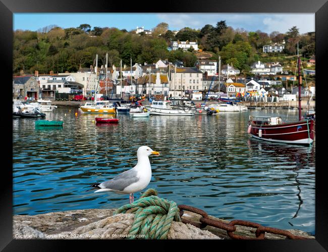 Herring Gull at Lyme Regis Harbour Framed Print by Susie Peek