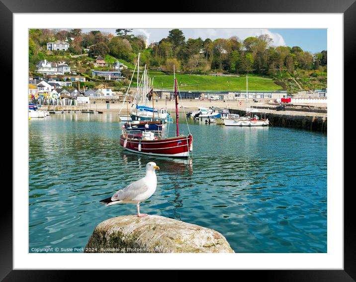 Herring Gull at Lyme Regis Harbour Framed Mounted Print by Susie Peek