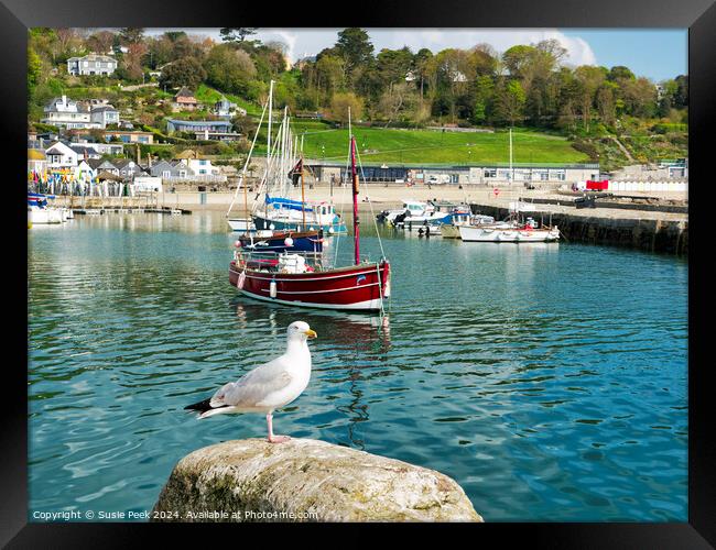 Herring Gull at Lyme Regis Harbour Framed Print by Susie Peek