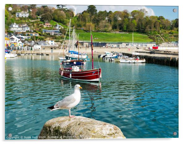 Herring Gull at Lyme Regis Harbour Acrylic by Susie Peek