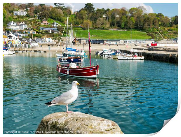 Herring Gull at Lyme Regis Harbour Print by Susie Peek