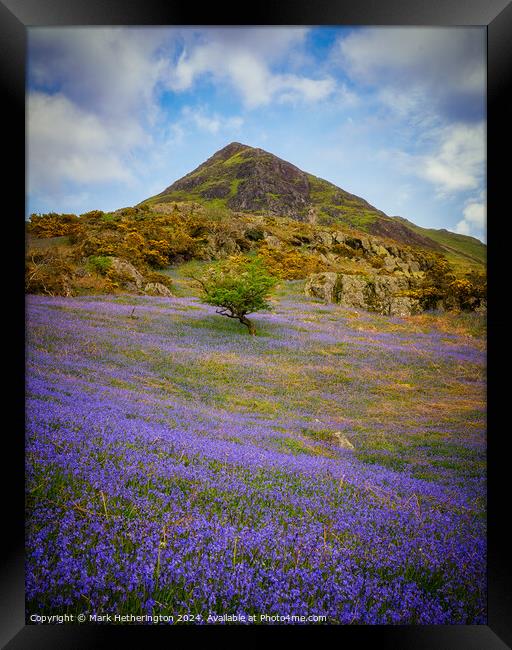 Rannerdale Knotts Bluebells Framed Print by Mark Hetherington