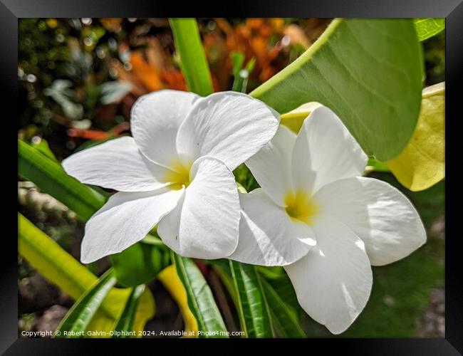 White plumaria or frangipani  Framed Print by Robert Galvin-Oliphant