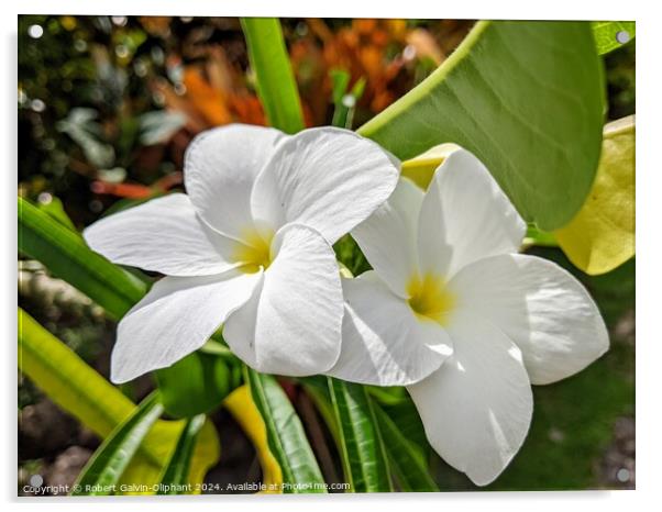White plumaria or frangipani  Acrylic by Robert Galvin-Oliphant