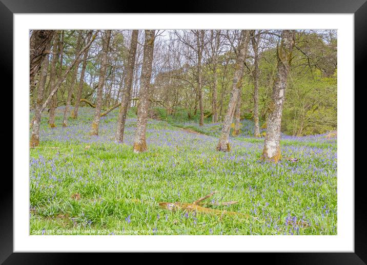 Bluebells on the Pennine Way at Low Force, Teesdal Framed Mounted Print by Richard Laidler