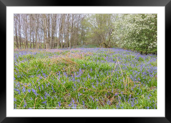 Bluebells on the Pennine Way at Low Force, Teesdal Framed Mounted Print by Richard Laidler
