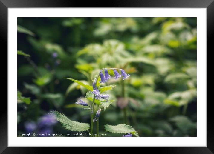 The Arc of The Fading Bluebells. Framed Mounted Print by 28sw photography
