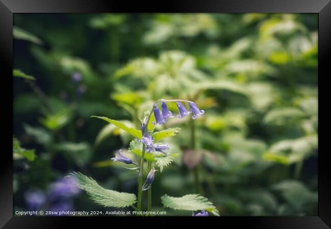 The Arc of The Fading Bluebells. Framed Print by 28sw photography