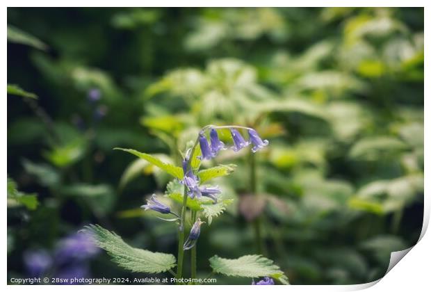 The Arc of The Fading Bluebells. Print by 28sw photography