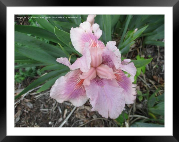 Plant flower Framed Mounted Print by Barbara Rea