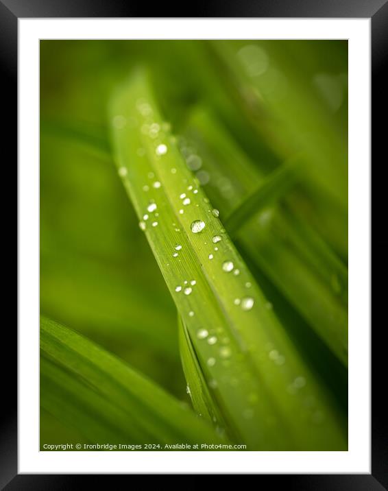 After the rain Framed Mounted Print by Ironbridge Images