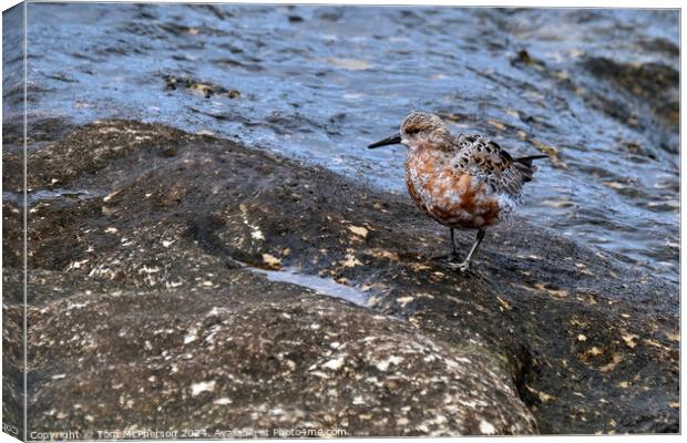 Curlew sandpiper Canvas Print by Tom McPherson