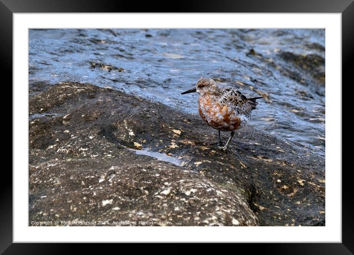 Curlew sandpiper Framed Mounted Print by Tom McPherson