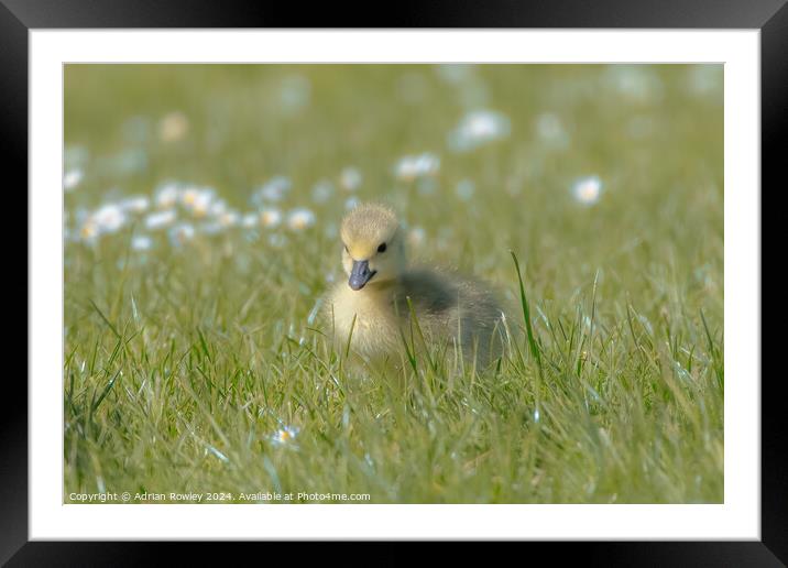 Cuteness exemplified Framed Mounted Print by Adrian Rowley