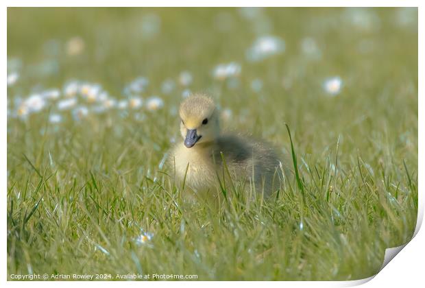 Cuteness exemplified Print by Adrian Rowley