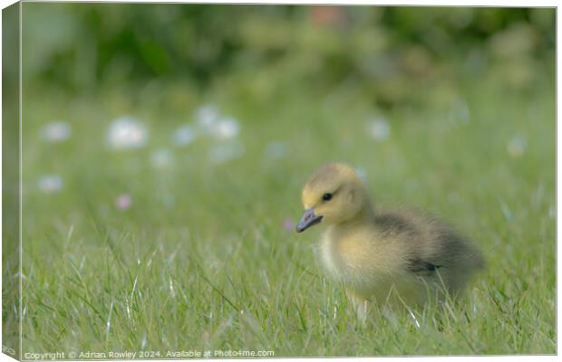 Gosling in the grass Canvas Print by Adrian Rowley