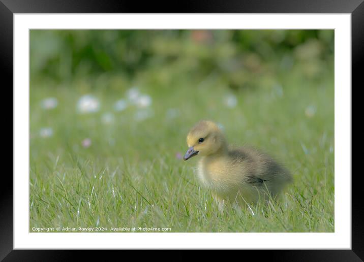 Gosling in the grass Framed Mounted Print by Adrian Rowley
