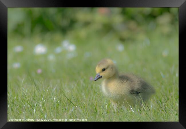 Gosling in the grass Framed Print by Adrian Rowley